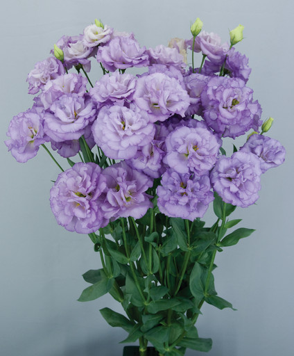 Эустома Рассада низкая микс