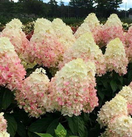 Гортензия метельчатая Мэджикал Свит Саммер (Magikal Sweet Summer) 3 л Гортензия метельчатая Мэджикал Свит Саммер (Magikal Sweet Summer) 3 л