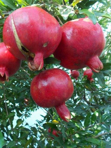 Гранат Ак Дона