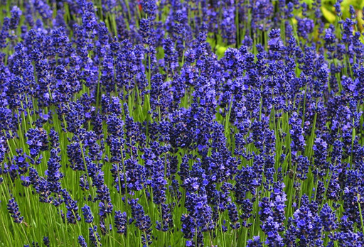 Лаванда Хидкот Блю узколистная С3