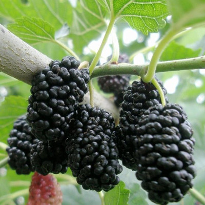 Шелковица (Тутовник) Черная Шелковица (Тутовник) Черная